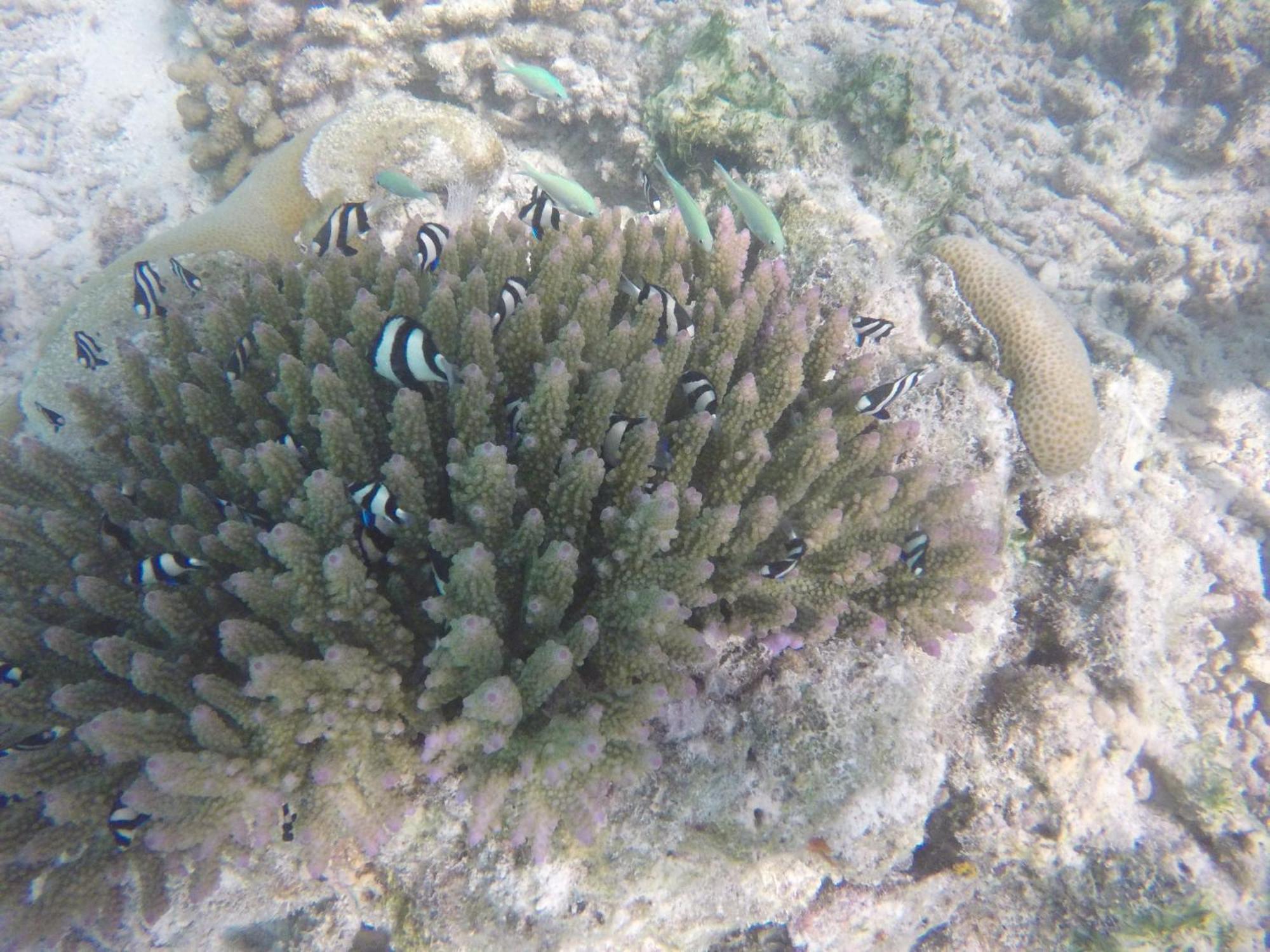 Kaafu Inn Guraidhoo Δωμάτιο φωτογραφία