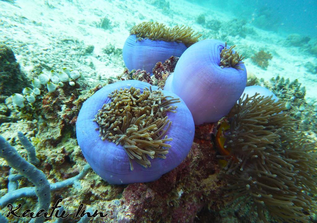 Kaafu Inn Guraidhoo Εξωτερικό φωτογραφία
