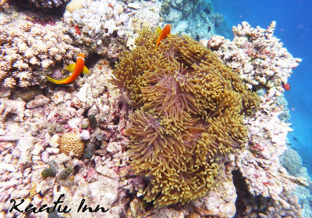 Kaafu Inn Guraidhoo Εξωτερικό φωτογραφία