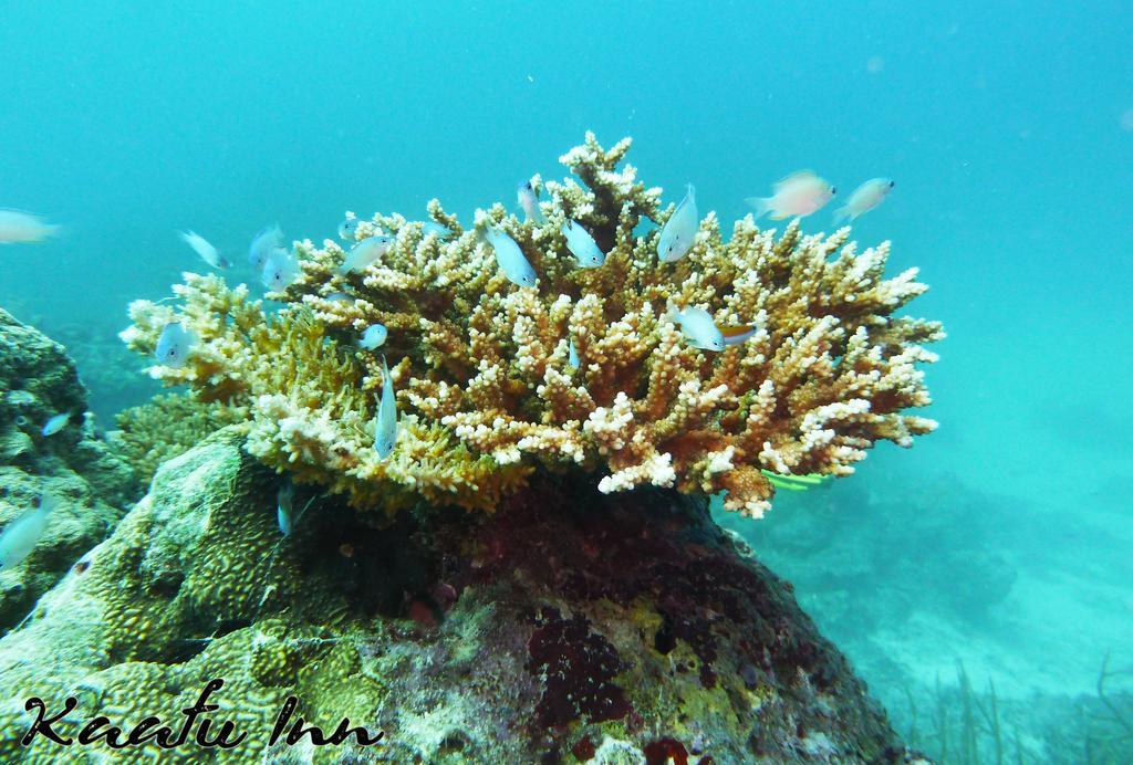 Kaafu Inn Guraidhoo Εξωτερικό φωτογραφία