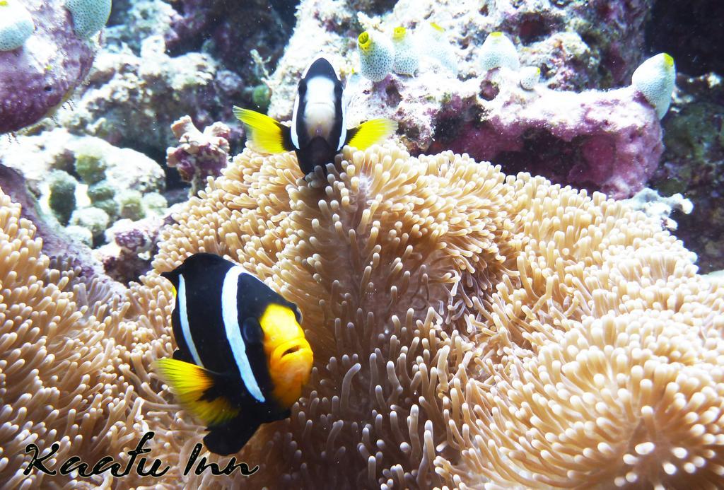 Kaafu Inn Guraidhoo Εξωτερικό φωτογραφία