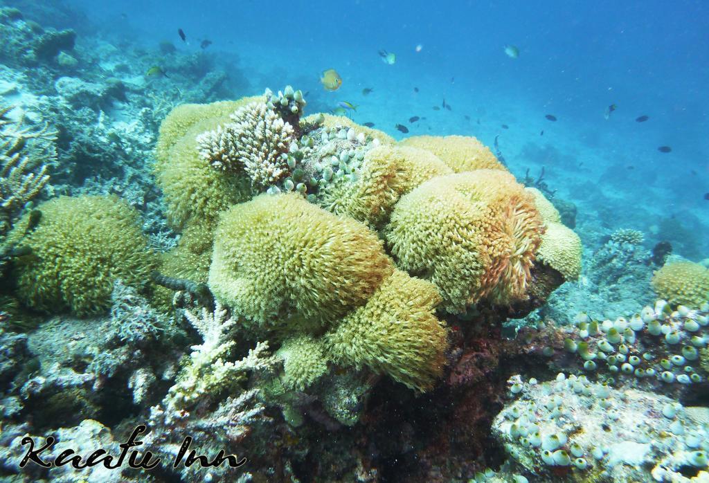 Kaafu Inn Guraidhoo Εξωτερικό φωτογραφία